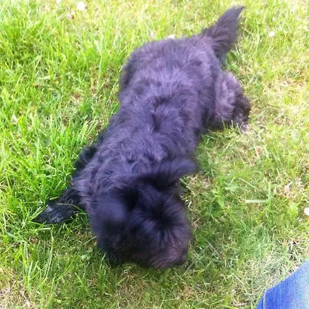 Ferienhaus Am Waldesrand Mit Und Ohne Garten Knusperhäuschen, Teufelsloch, Walpurgishütte, Brockenhütte Wernigerode
