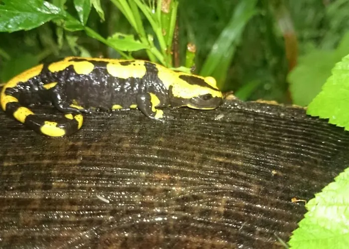 Am Waldesrand Mit Und Ohne Garten Knusperhäuschen, Teufelsloch, Walpurgishütte, Brockenhütte Ferienhaus *