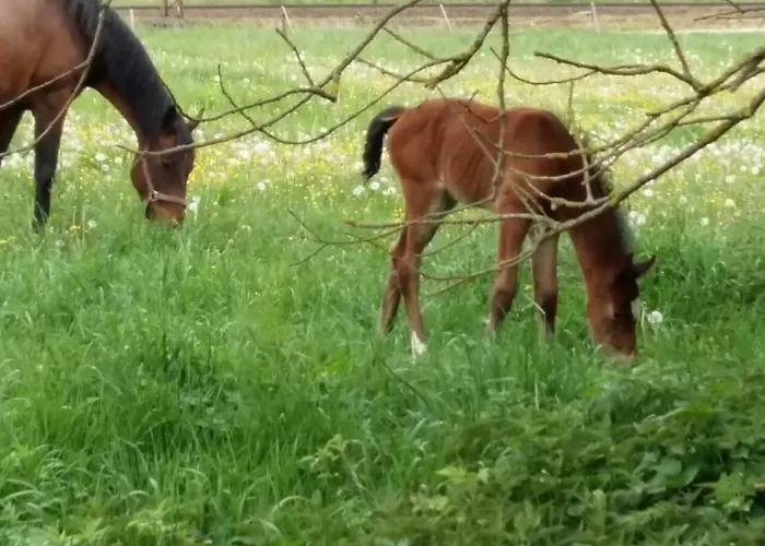 Am Waldesrand Mit Und Ohne Garten Knusperhäuschen, Teufelsloch, Walpurgishütte, Brockenhütte Ferienhaus *