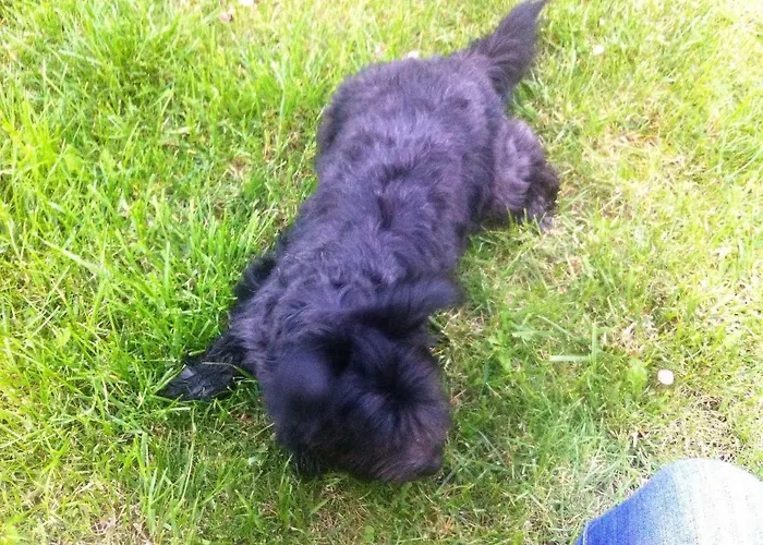 Ferienhaus Am Waldesrand Mit Und Ohne Garten Knusperhäuschen, Teufelsloch, Walpurgishütte, Brockenhütte Wernigerode
